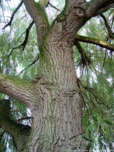 Oude treurwilg LO-RENINGE foto 