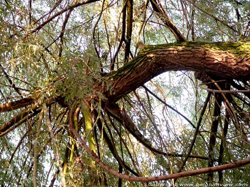 Weeping willow LO-RENINGE / BELGIUM 