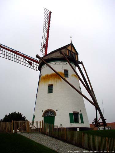 Witte Molen Roksem OUDENBURG / BELGI De bruine uitslag is het gevolg van het bloeden van het hout.