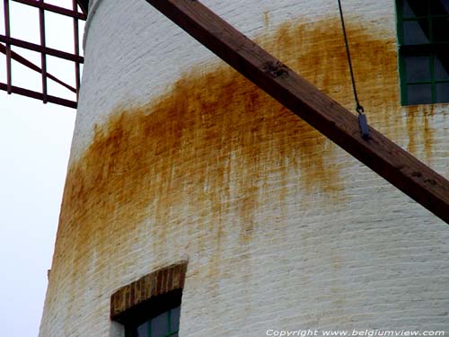 Witte Molen Roksem OUDENBURG foto De bruine uitslag is het gevolg van het bloeden van het hout.