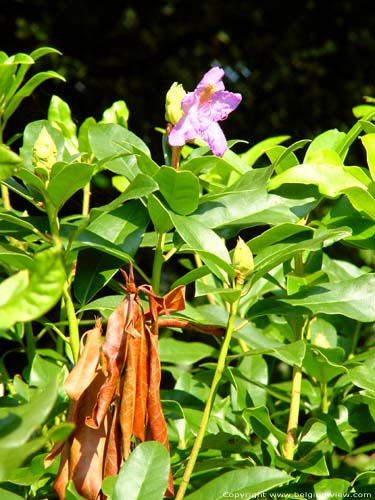 Provinciaal domain Bulskamp BEERNEM foto Rododendron bloem