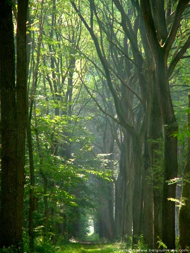 Provinciaal domain Bulskamp BEERNEM foto Dreef met beuken. Bulskamp heeft ook merkwaardige kanstanjelaars.