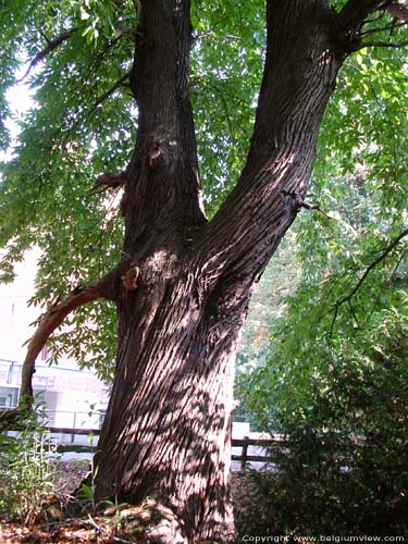 Provinciaal domain Bulskamp BEERNEM / BELGI Monumentale tamme kastanjebomen achter het kasteel