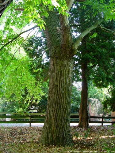 Provinciaal domain Bulskamp BEERNEM foto Monumentale tamme kastanjebomen achter het kasteel