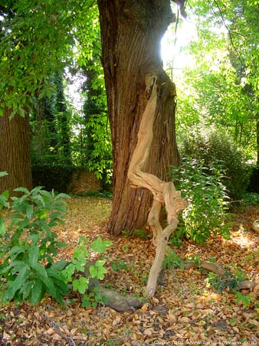 Provinciaal domain Bulskamp BEERNEM / BELGI Monumentale tamme kastanjebomen achter het kasteel