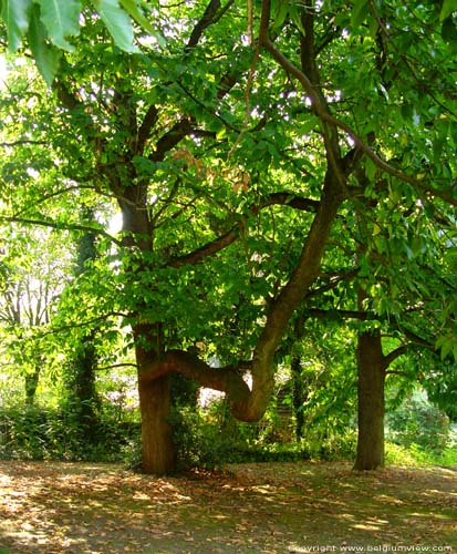 Provinciaal domain Bulskamp BEERNEM / BELGI Monumentale tamme kastanjebomen achter het kasteel