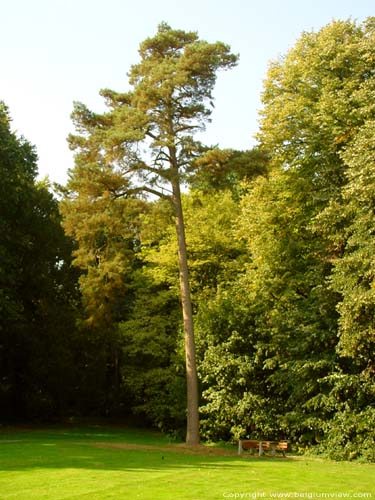 Provinciaal domain Bulskamp BEERNEM / BELGI Grove den