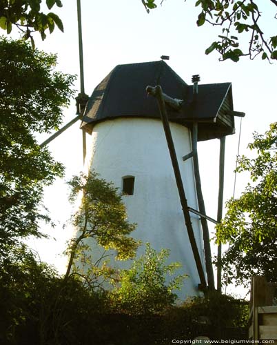 Hoogkoutermolen HOREBEKE foto 