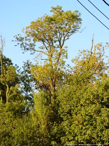 Jan's es (fraxinus) in Kerkem MAARKEDAL foto 