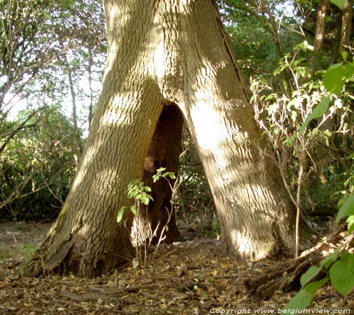 John's ash tree MAARKEDAL picture