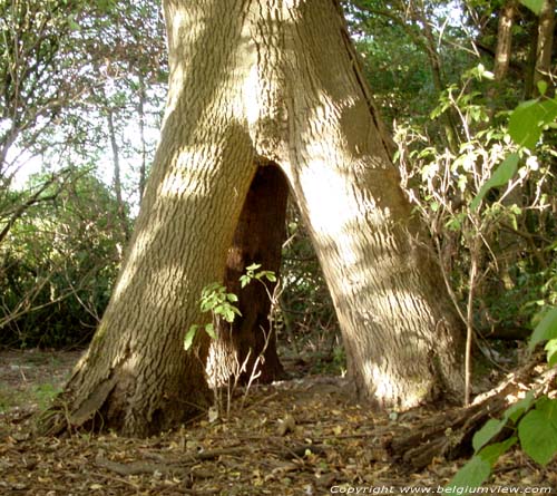 John's ash tree MAARKEDAL / BELGIUM 