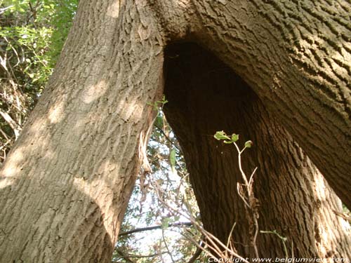 John's ash tree MAARKEDAL picture 