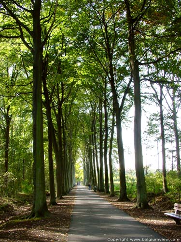 Provinciaal domein Puyenbroek (Puienbroek) WACHTEBEKE foto Beukendreef.