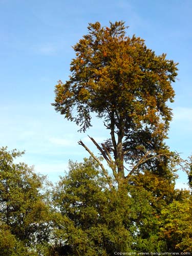 Provinciaal domein Puyenbroek (Puienbroek) WACHTEBEKE / BELGI Oude beuk.