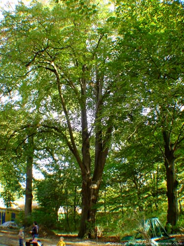 Provinciaal domein Puyenbroek (Puienbroek) WACHTEBEKE foto 