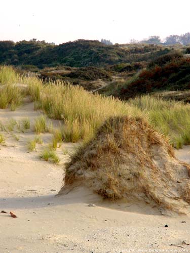 De Westhoek (natuurreservaat) - Romeinse Vlakte DE PANNE foto 