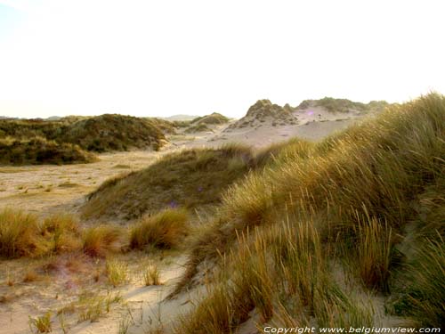 Rserve Naturelle du Westhoek DE PANNE  LA PANNE / BELGIQUE 