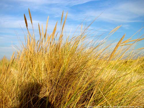 De Westhoek (natuurreservaat) - Romeinse Vlakte DE PANNE foto 