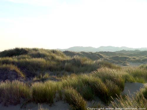 Rserve Naturelle du Westhoek DE PANNE  LA PANNE / BELGIQUE 