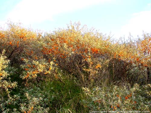 De Westhoek (natuurreservaat) - Romeinse Vlakte DE PANNE foto 