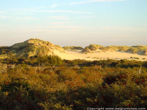 Rserve Naturelle du Westhoek DE PANNE  LA PANNE / BELGIQUE 