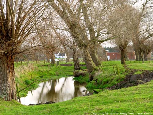 Trees and Cove OUDENBURG / BELGIUM 