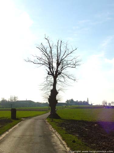 Tilleul de Ouwegem ZINGEM / BELGIQUE 