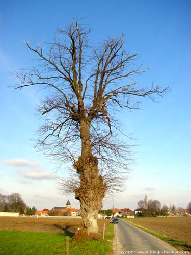 Tilleul de Ouwegem ZINGEM / BELGIQUE 