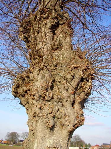 Ouwegem Limetree ZINGEM picture
