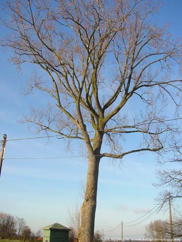 Les Trois Arbres ZINGEM / BELGIQUE 