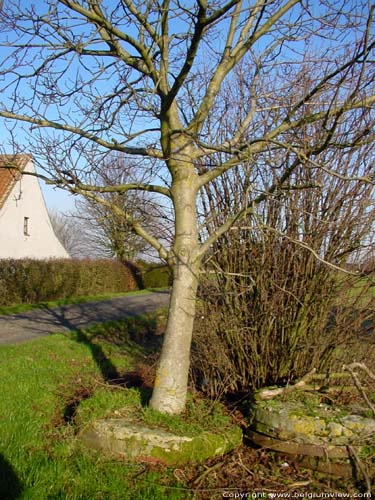 Moulin Huisekouter ( Huise) ZINGEM / BELGIQUE 