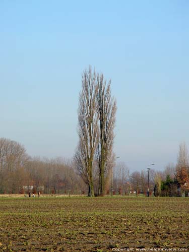 Deux Anciens Peupliers WANNEGEM-LEDE / KRUISHOUTEM photo 