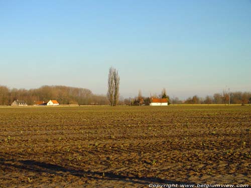 Two Old Poplars WANNEGEM-LEDE in KRUISHOUTEM / BELGIUM 