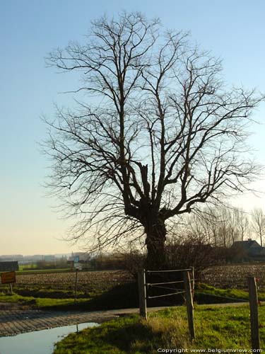 Tilleul de Saint Hilre OUDENAARDE / AUDENARDE photo 