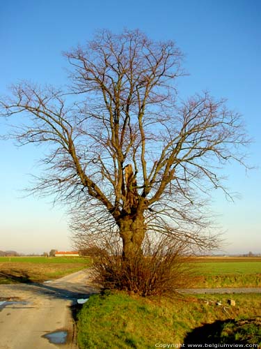 Saint Hilarius' Limetree OUDENAARDE picture 