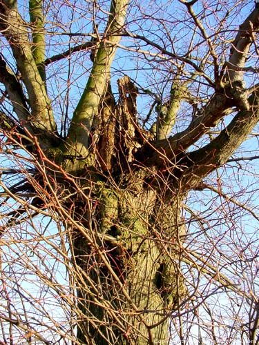 Sint-Hilariuslinde OUDENAARDE foto 