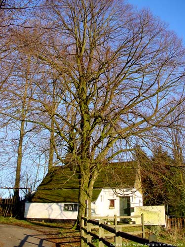 Cabernhol (Nukerke) NUKERKE  MAARKEDAL / BELGIQUE 