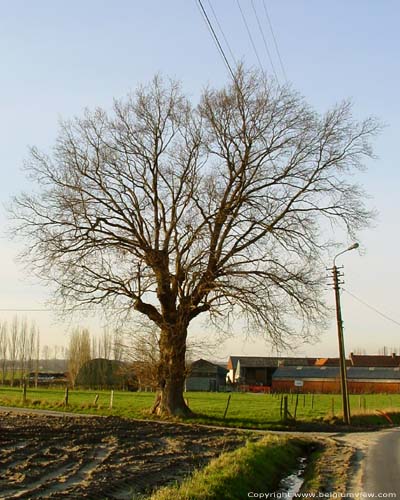 The Oak (in Melden) OUDENAARDE picture 