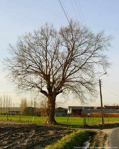 la Chne ( Melden) OUDENAARDE / AUDENARDE photo 