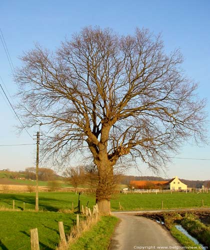 la Chêne (à Melden) OUDENAARDE / AUDENARDE photo