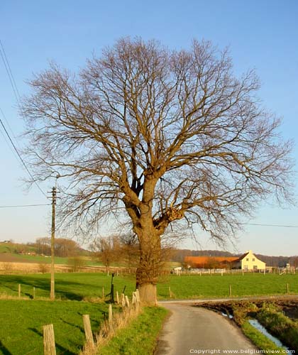 Den Eik (Melden) OUDENAARDE / BELGI 