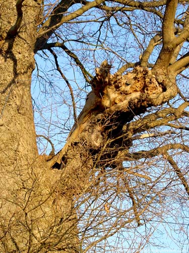 The Oak (in Melden) OUDENAARDE picture 