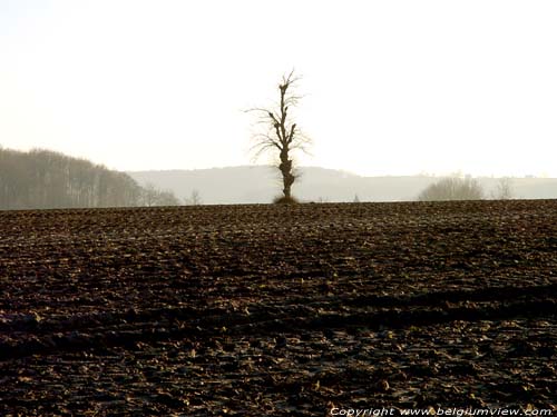 Boom in veld OUDENAARDE / BELGI 