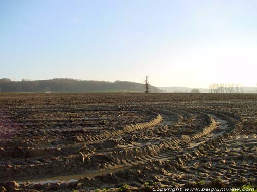 Boom in veld OUDENAARDE foto