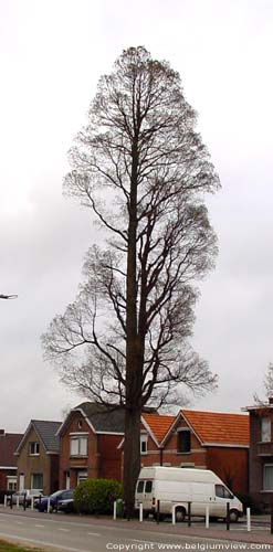 Tree PULDERBOS in ZANDHOVEN / BELGIUM 