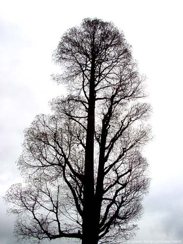 Tree PULDERBOS in ZANDHOVEN / BELGIUM 