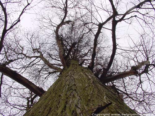 Tree PULDERBOS in ZANDHOVEN / BELGIUM 