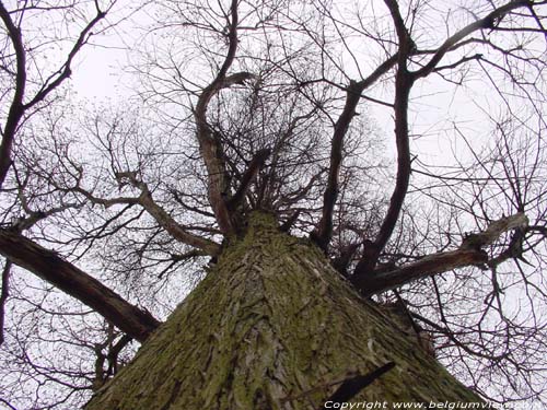 Boom PULDERBOS / ZANDHOVEN foto 