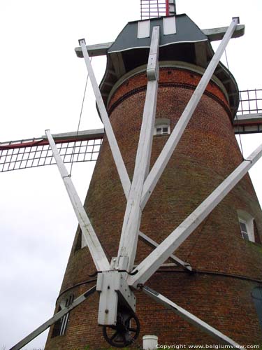 Molen Molenheide PULDERBOS in ZANDHOVEN / BELGI 