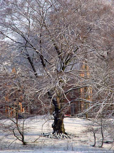 Winter in Lovenjoel BIERBEEK / BELGI 